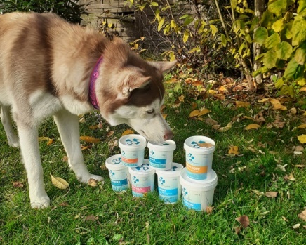 Husky schnuppert an Nahrungsergänzungs-Dosen von European Pet Pharmacy
