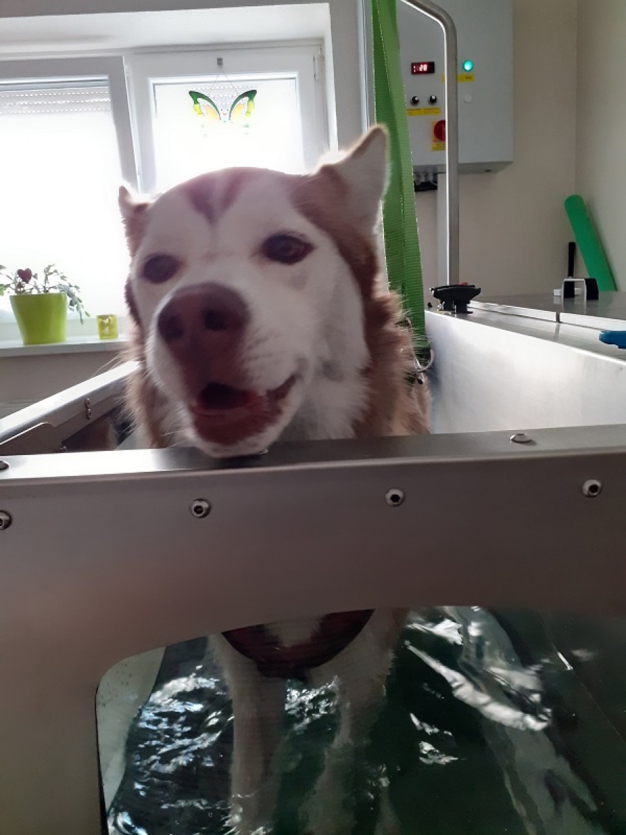 Husky Ashanti freudig im Unterwasserlaufband