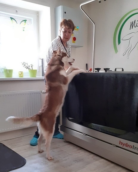 Carmen Hollemann begrüßt einen aufgerichteten rot-weißen Husky am Unterwasserlaufband
