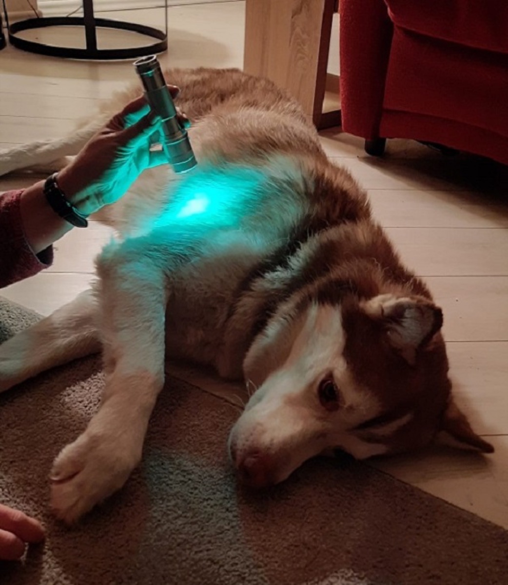Husky erhält Farblichttherapie mit sanftem farbigem Licht