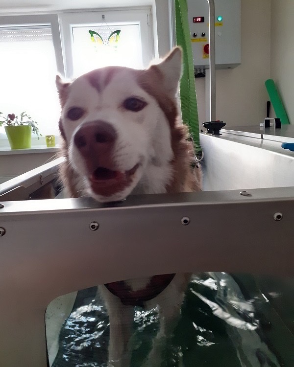 Husky Ashanti in einem ruhigen Moment