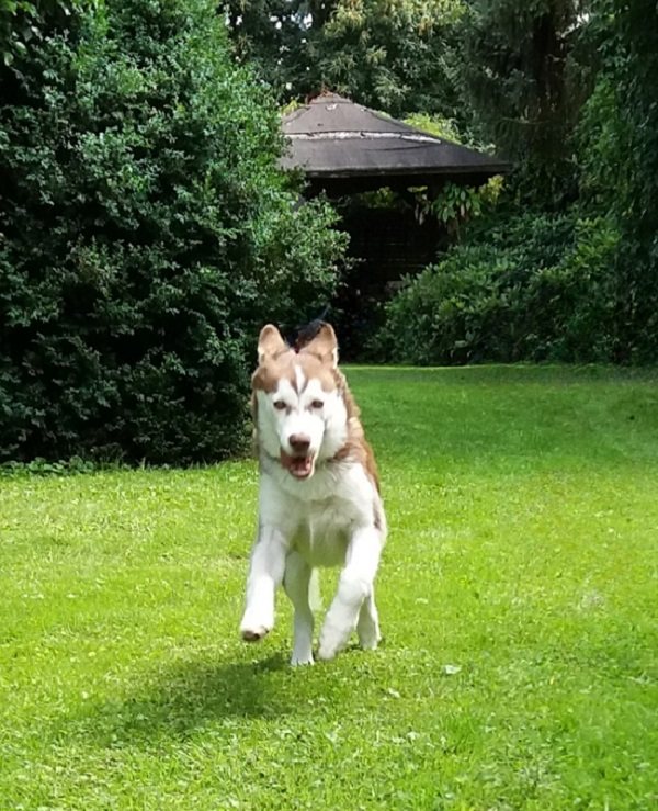 Junger Husky rennt voller Bewegungsfreude über eine Wiese