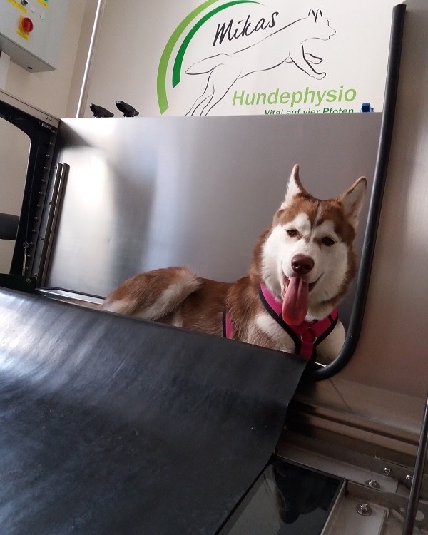 Hund lernt das gläserne Unterwasserlaufband der Praxis kennen