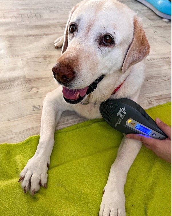 Laserbehandlung an einem entspannt liegenden Labrador