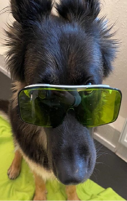 Schäferhündin mit Laserschutzbrille bei der Lasertherapie