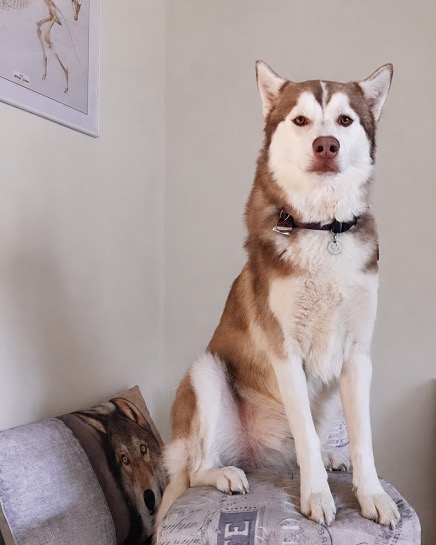 Hund ruht entspannt im Behandlungsraum