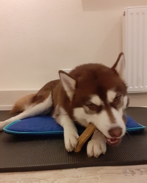 Hund bei der Magnetfeldtherapie