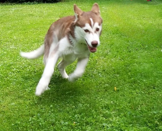 Husky-Hündin Ashanti läuft fröhlich im Garten — Mikas Hundephysio