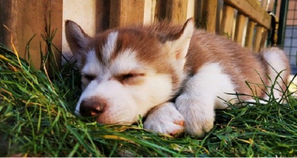 Therapeutin bewegt ein Gelenk des Hundes von Hand