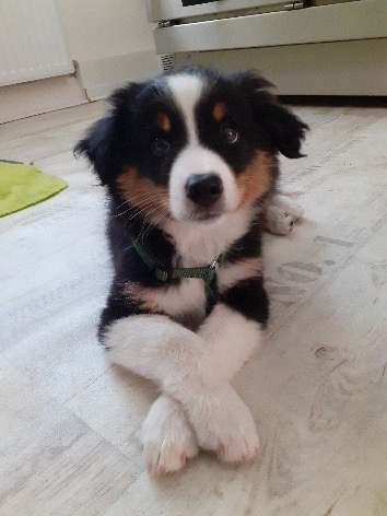 Ruhige Behandlung am liegenden Hund