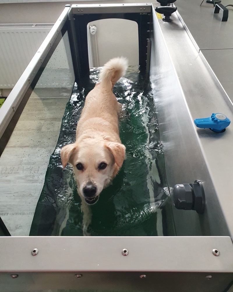 Hund bei stabilisierenden Übungen
