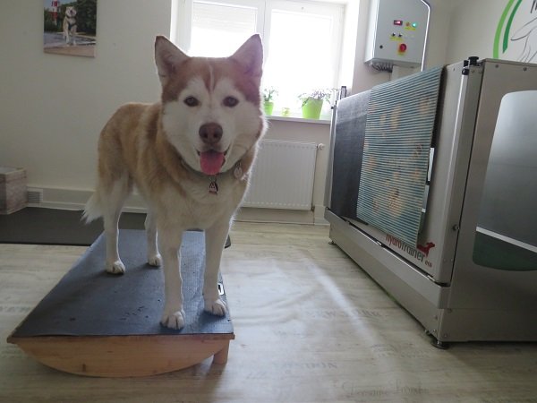 Hund trainiert begleitet von Carmen die Balance auf einem Wackelbrett