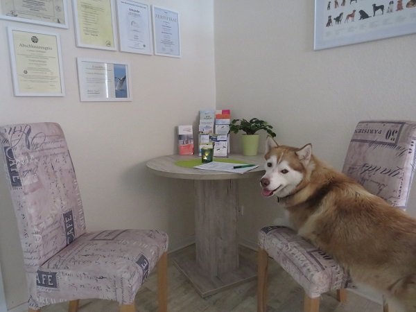 Erstaufnahme: Hund kommt in der Praxis an