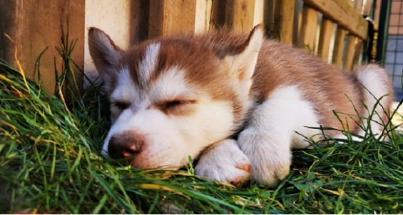 Ruhender Husky-Welpe — Wohlbefinden und Entspannung