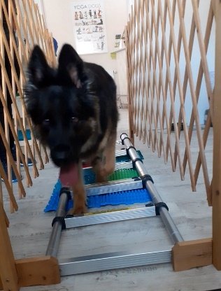 Husky trainiert Koordination auf dem Wackelbrett