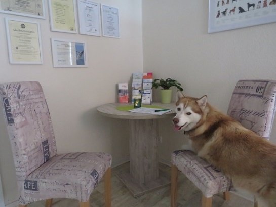 Husky entspannt auf einem Stuhl im Wohlfühl-Wartebereich der Praxis