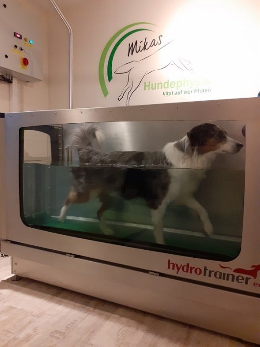 Husky sitzt aufrecht bei einer Übung in der Hundephysiotherapie-Praxis