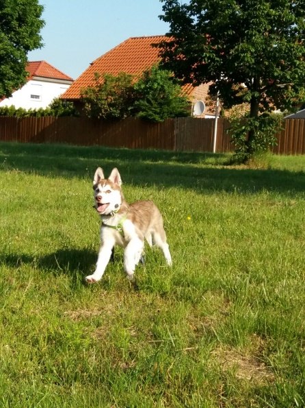Junger Husky läuft fröhlich über eine Wiese