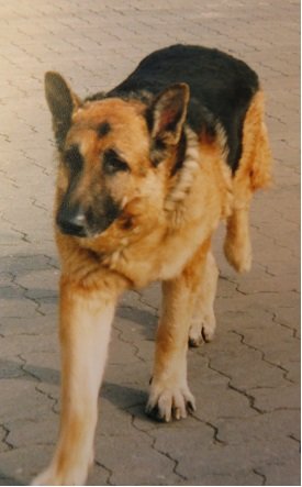 Carmen mit Husky Ashanti — ruhiger Kontakt