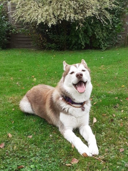 Husky entspannt auf der Magnetfeldmatte