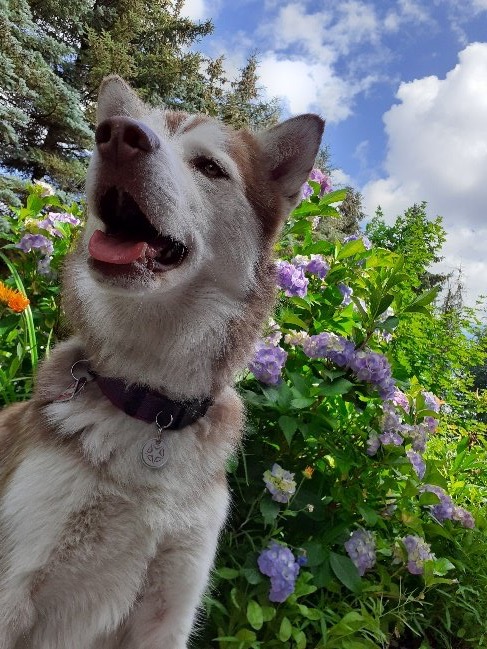 Husky Ashanti im Garten — entspannt nach der Behandlung