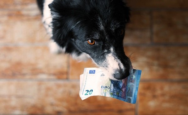 Hund hält spielerisch einen Geldschein im Maul