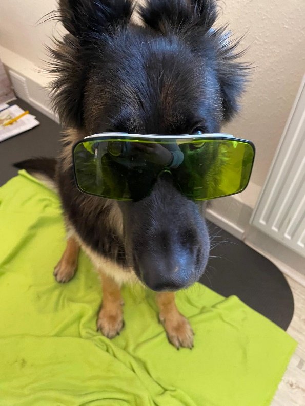 Eindruck aus der Praxis von Mikas Hundephysio