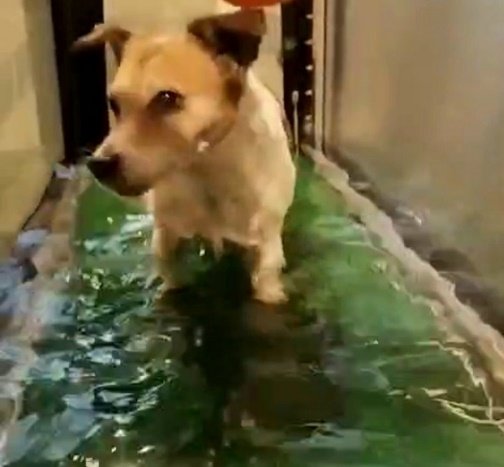 Eindruck aus der Praxis von Mikas Hundephysio