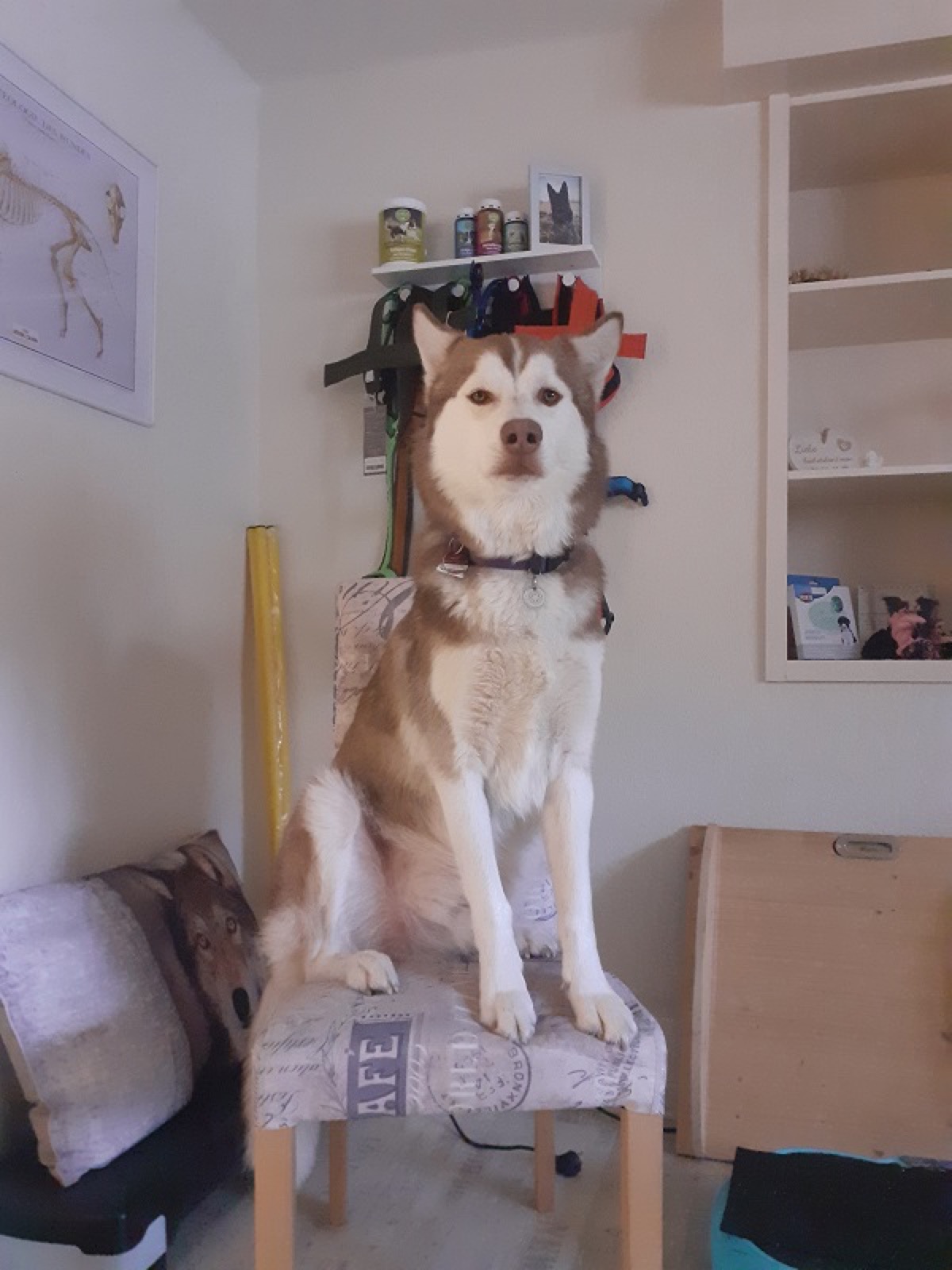 Husky sitzt entspannt auf einem Hocker im Behandlungsraum