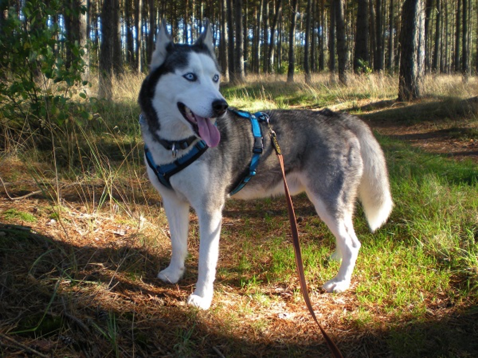 Husky mit blauen Augen steht auf einem Waldweg zwischen Kiefern