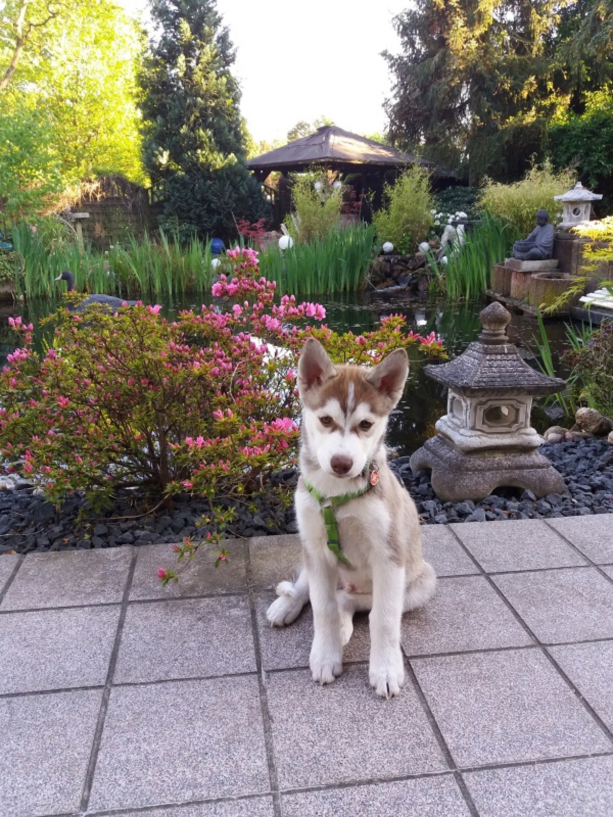 Junger Husky-Welpe sitzt vor einem angelegten Gartenteich