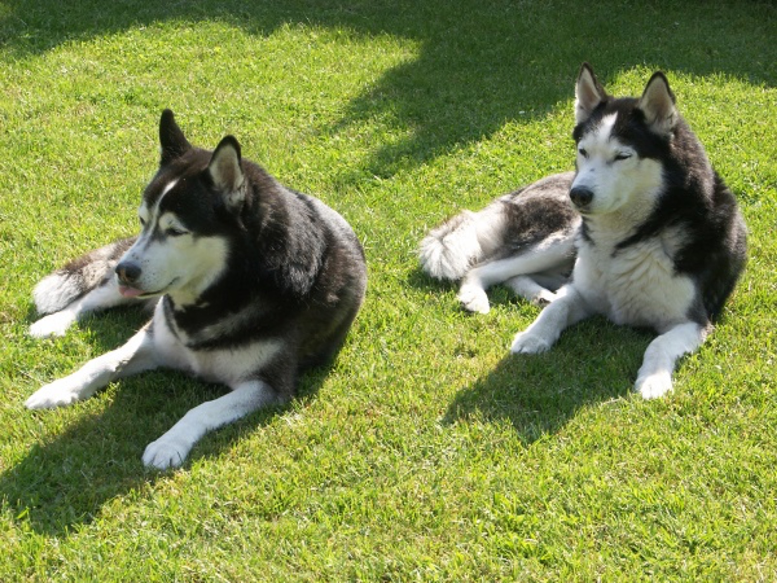 Zwei entspannte Huskys liegen nebeneinander auf einer sonnigen Wiese