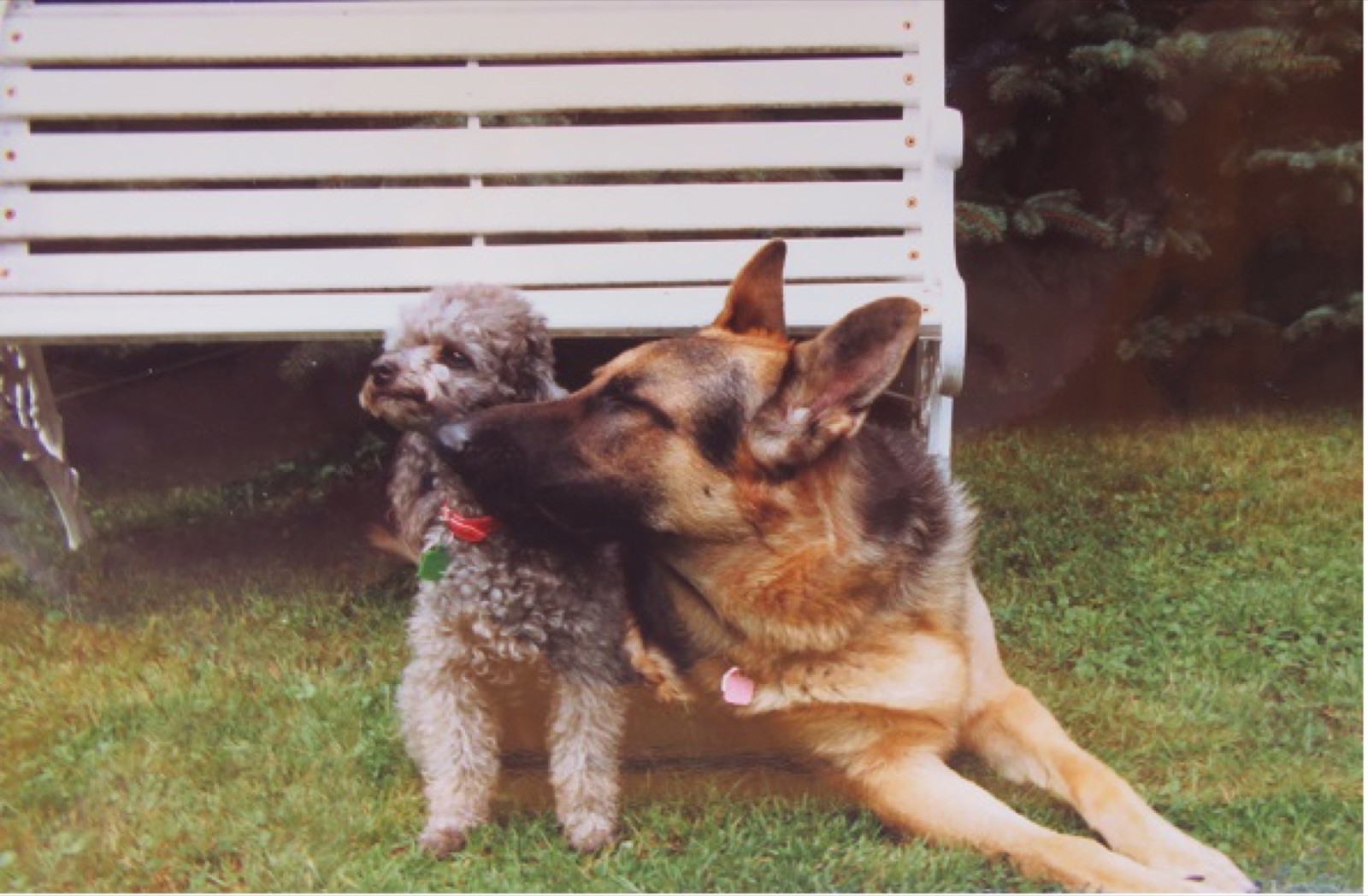 Küsschen zwischen den Hunden Fello und Paulchen – Verbundenheit ohne Worte