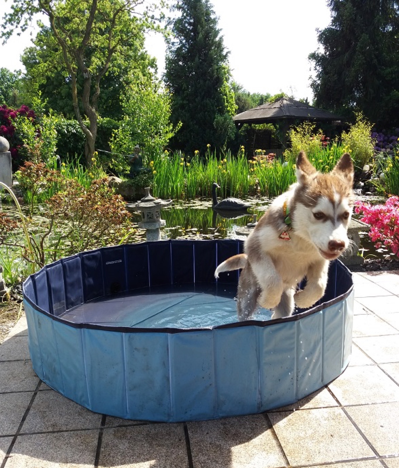 Husky-Welpe springt aus einem blauen Hundepool