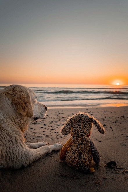 Labrador-Hündin am Strand bei Sonnenuntergang