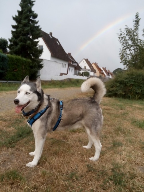 Husky Mika vor einem Regenbogen